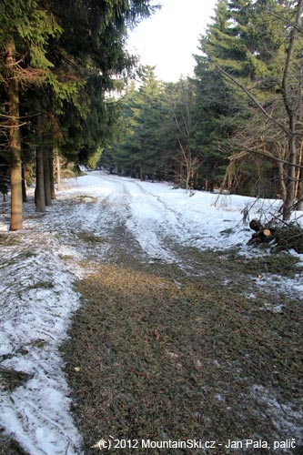 Spousta jehličí zůstala po pořezání polámaného stromu