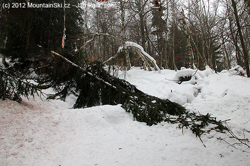 Mikulovská – další padlý strom zapříčinal mírnou variantu výstupové trasy