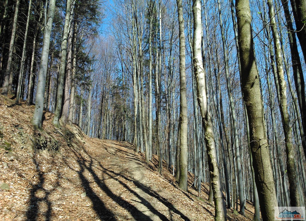 Bez listí je v lese pod vrcholem Na Šarmance (715 m) vidět dobře – tady se mi asi nechtělo kašpárkovat