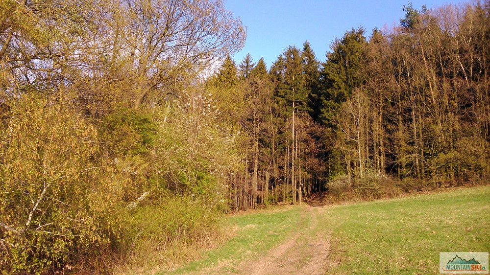 Výjezd z lesa nad Lhotskem