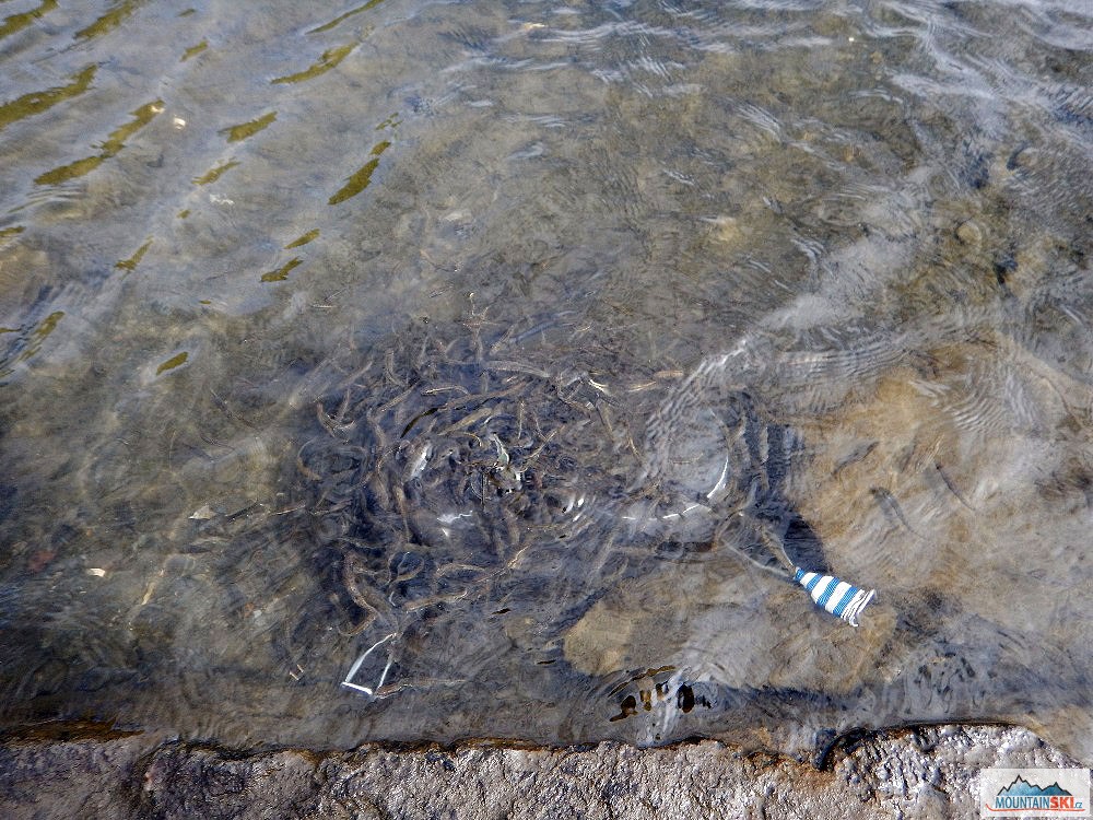 Jezero Avrig – jezerní myčka, foto: Pavel Chlup