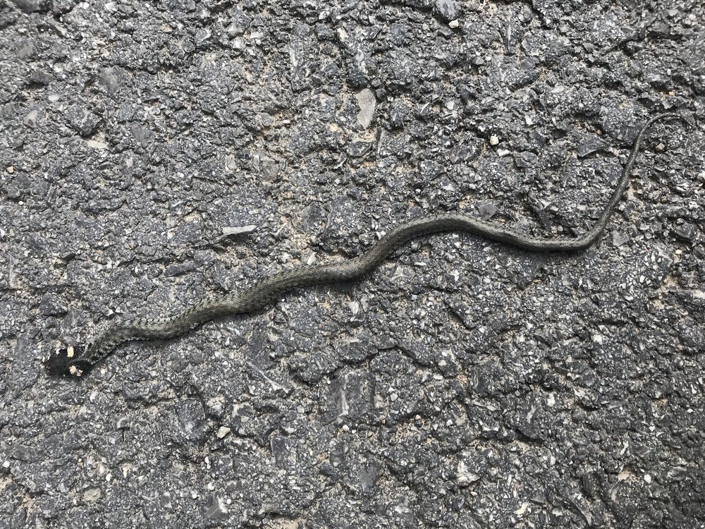 Přejeté mládě užovky, na dotek krásně heboučký had