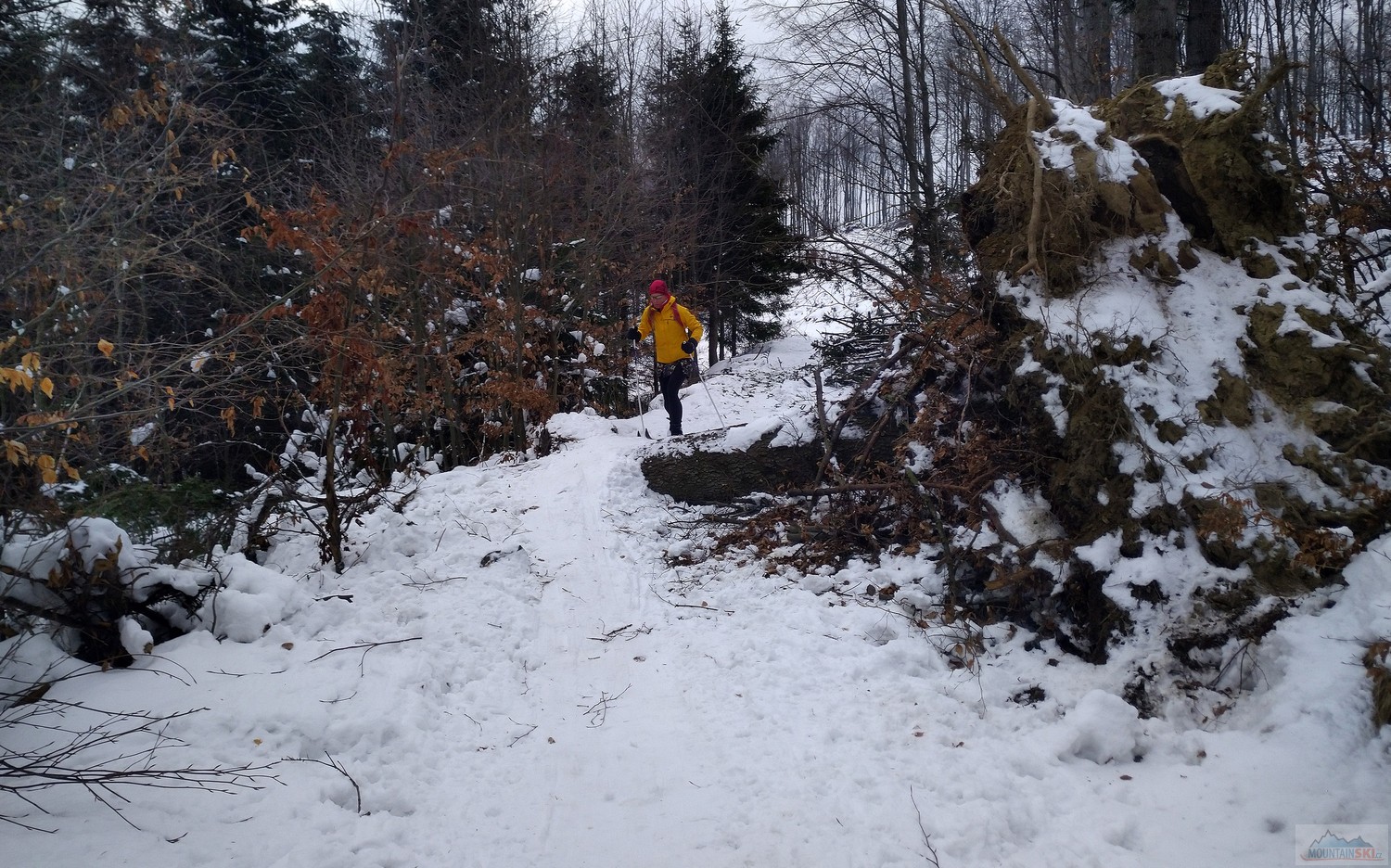 Bingo! Tady není stopa od traktoru, protože ta vede přes vrchol Čečetkov (687 m), zatímco toto je traverz pod vrcholem